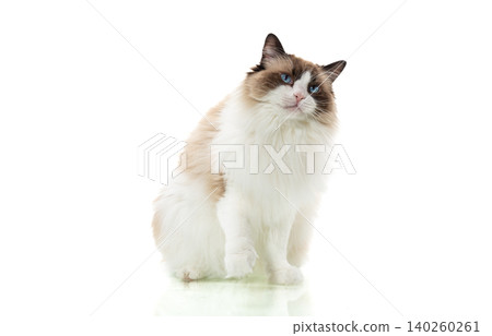 close up portrait of fluffy cat with bright blue eyes close up portrait of fluffy cat with bright blue eyes 140260261