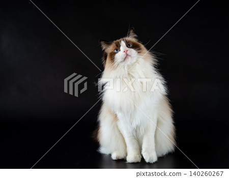 Fluffy light-colored fur Ragdoll cat on a black background Fluffy light-colored fur Ragdoll cat on a black background 140260267