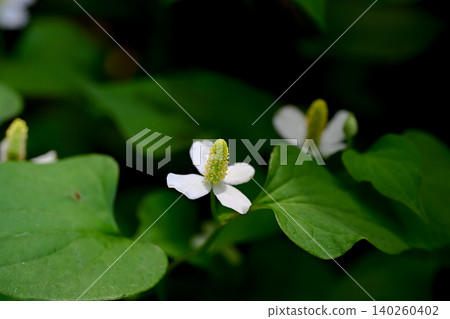 Houttuynia cordata flower Houttuynia cordata flower 140260402