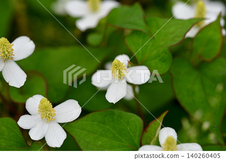 Houttuynia cordata flower Houttuynia cordata flower 140260405