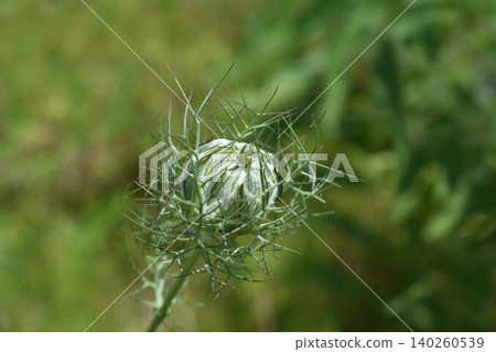 Bud of Nigella Bud of Nigella 140260539