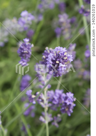 Purple Lavender Flowers Blooming Closeup Purple Lavender Flowers Blooming Closeup 140261019