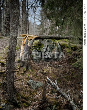 Snapped conifer trunk resting on mossy granite boulder in temperate forest Snapped conifer trunk resting on mossy granite boulder in temperate forest 140261455