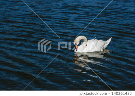 Beautiful swan floats on the lake Beautiful swan floats on the lake 140261483