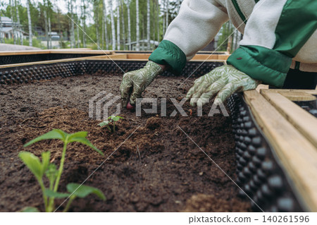 unrecognizable woman plants onion sets in a raised garden bed, carefully placing bulbs into the soil unrecognizable woman plants onion sets in a raised garden bed, carefully placing bulbs into the soil 140261596