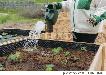 A woman waters strawberry plants with a watering can in a garden bed 140261602
