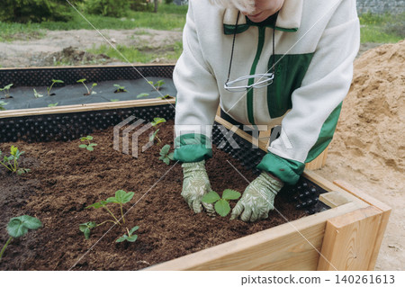 woman planting strawberry in soil of garden bed at countryside property woman planting strawberry in soil of garden bed at countryside property 140261613