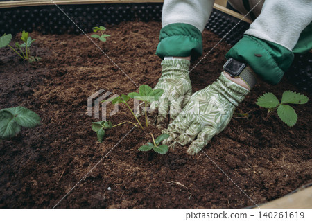 woman hands planting strawberry in soil of garden bed at countryside property 140261619