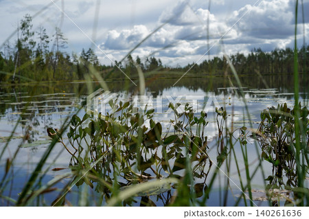 View of a forest lake through coastal bushes and tall grass in a peaceful natural setting. View of a forest lake through coastal bushes and tall grass in a peaceful natural setting. 140261636