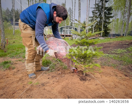 A man plants a fir tree and spreads mulch around the trunk on his countryside property A man plants a fir tree and spreads mulch around the trunk on his countryside property 140261656