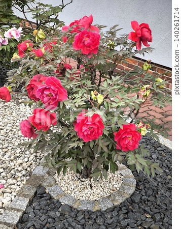 A lush bush of a flowering tree peony in the garden by the house A lush bush of a flowering tree peony in the garden by the house 140261714