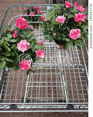 Bushes of miniature two-tone roses in a shopping cart at a store 140261734