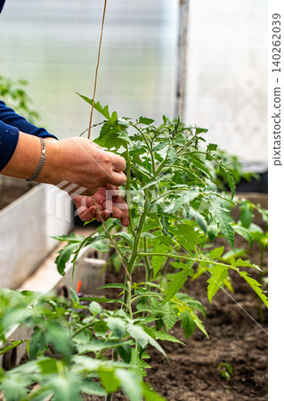 Careful Pruning of Tomato Plants to Encourage Healthy Growth and Productivity Careful Pruning of Tomato Plants to Encourage Healthy Growth and Productivity 140262039