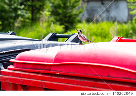 A Colorful Bird Perched on a Bright Red Trash Bin Amidst Lush Greenery and Waste Containers in a Sunny Outdoor Setting 140262049
