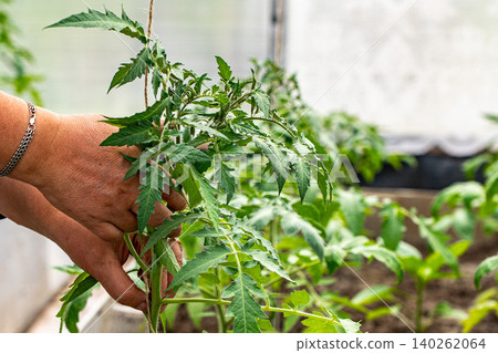 Nurturing Green Life: A Gardener's Hand Gently Supports a Tomato Plant, Showcasing the Beauty of Growth and Care in a Lush Greenhouse Environment 140262064