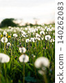 Field of dandelions in various stages of bloom with green grass and soft sunlight illuminating the scene in a natural setting 140262083