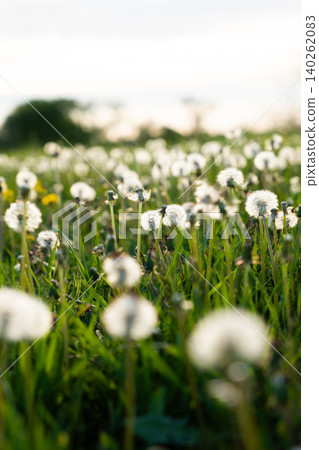 Field of dandelions in various stages of bloom with green grass and soft sunlight illuminating the scene in a natural setting Field of dandelions in various stages of bloom with green grass and soft sunlight illuminating the scene in a natural setting 140262083