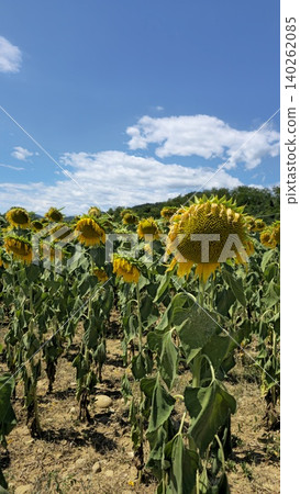 Vibrant Sunflower Field Under Blue Sky Vibrant Sunflower Field Under Blue Sky 140262085