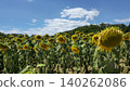 Vibrant Sunflower Field Under Bright Blue Sky Vibrant Sunflower Field Under Bright Blue Sky 140262086