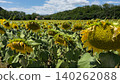 Vibrant Sunflower Field Under a Blue Sky Vibrant Sunflower Field Under a Blue Sky 140262088