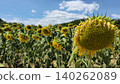 Vibrant Sunflower Field Under a Bright Blue Sky Vibrant Sunflower Field Under a Bright Blue Sky 140262089