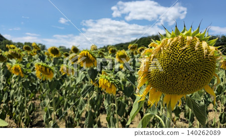 Vibrant Sunflower Field Under a Bright Blue Sky Vibrant Sunflower Field Under a Bright Blue Sky 140262089