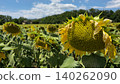 Vibrant Sunflower Field Under Clear Blue Sky Vibrant Sunflower Field Under Clear Blue Sky 140262090