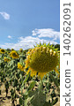 Beautiful Sunflower Field Under Blue Sky Beautiful Sunflower Field Under Blue Sky 140262091