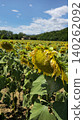 Vibrant Sunflower Field Under Clear Blue Sky Vibrant Sunflower Field Under Clear Blue Sky 140262092