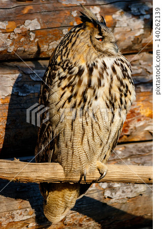 beautiful owl with yellow eyes and beak beautiful owl with yellow eyes and beak 140262139