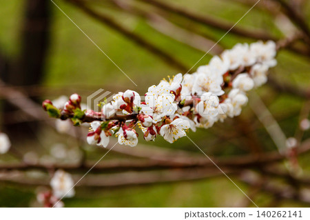 beautifully flowering cherry branches on which the bees sit beautifully flowering cherry branches on which the bees sit 140262141