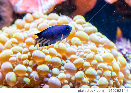 beautiful fish Chrysiptera Parasema 140262144