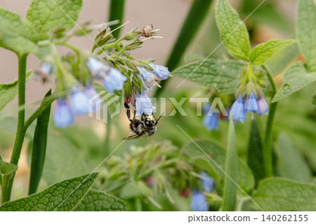 bushes with beautiful serene flowers on which a bee (wasp) is sitting 140262155