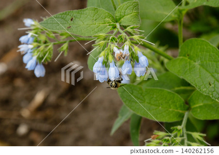 bushes with beautiful serene flowers on which a bee (wasp) is sitting 140262156