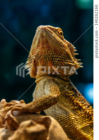 Beautiful Lizard Bearded Agama, Pogona vitticeps Beautiful Lizard Bearded Agama, Pogona vitticeps 140262166