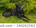Cane Corso dog 140262562
