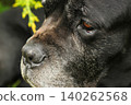 Cane Corso dog 140262568