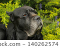 Cane Corso dog 140262574