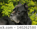 Cane Corso dog 140262580