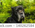 Cane Corso dog 140262584