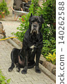 Cane Corso dog 140262588