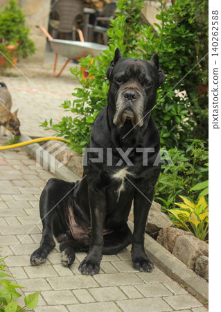 Cane Corso dog 140262588