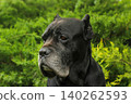 Cane Corso dog 140262593