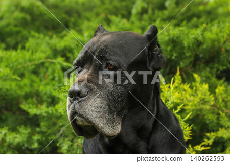 Cane Corso dog 140262593