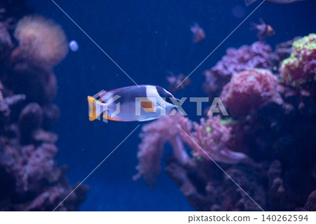 Close-up view of a Magnificient Rabbitfish-Siganus magnificus.  140262594