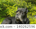 Cane Corso dog 140262596