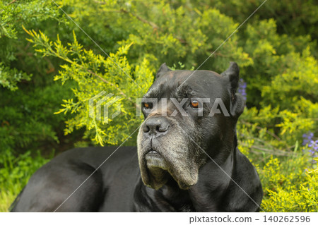 Cane Corso dog Cane Corso dog 140262596