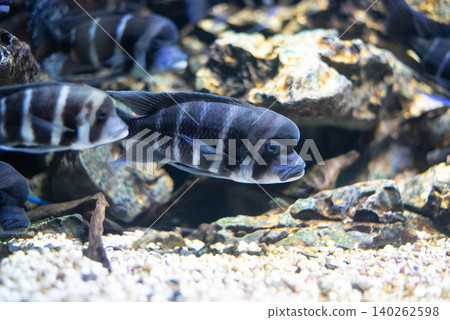 Frontosa fish in aquarium. Beautiful Cyphotilapia Frontosa in black and blue stripes. Frontosa fish in aquarium. Beautiful Cyphotilapia Frontosa in black and blue stripes. 140262598
