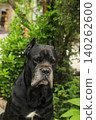 Cane Corso dog 140262600