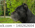 Cane Corso dog 140262604